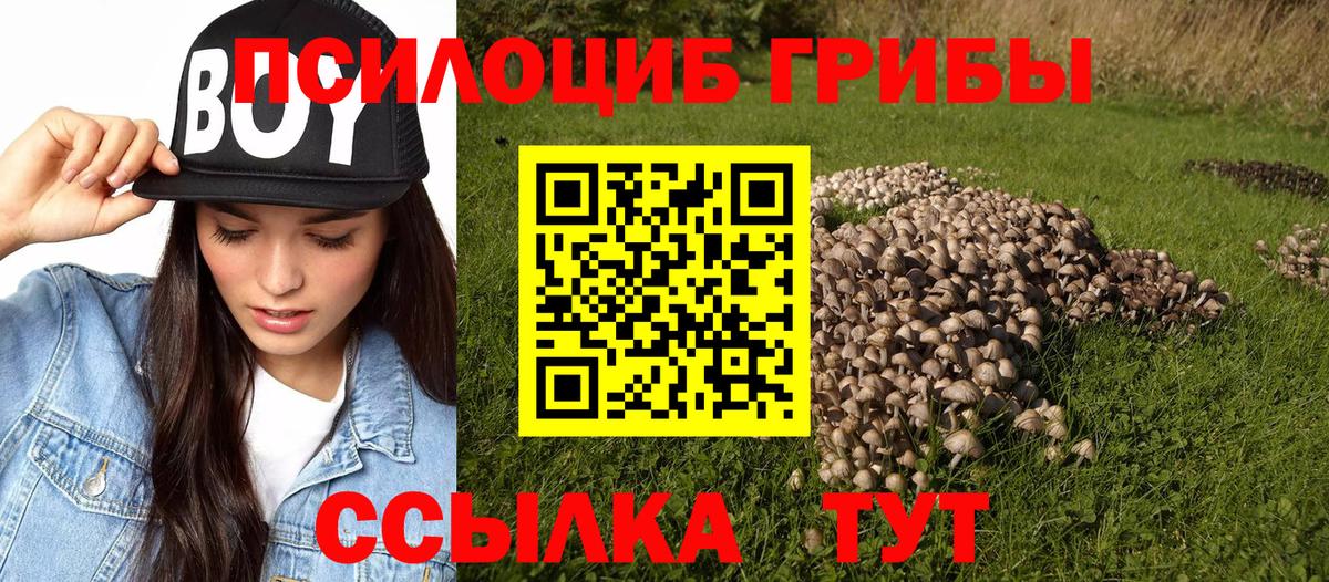 Галлюциногенные грибы Psilocybe Топки
